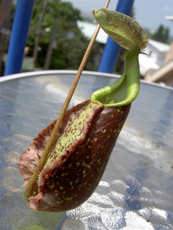 Nepenthes rafflesiana var. gigantea